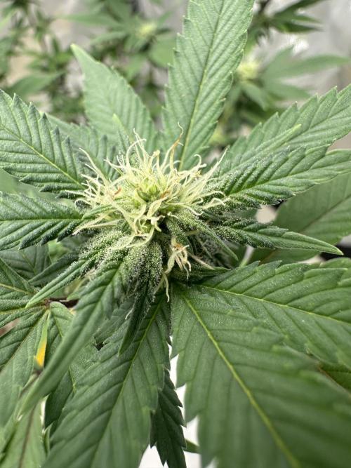 Platinum cookies (photoperiod)(clone). Week 11