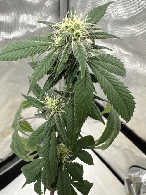 Platinum cookies (photoperiod)(clone). Week 12