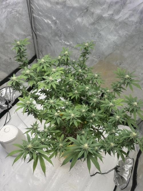 Platinum cookies (photoperiod)(clone). Week 12