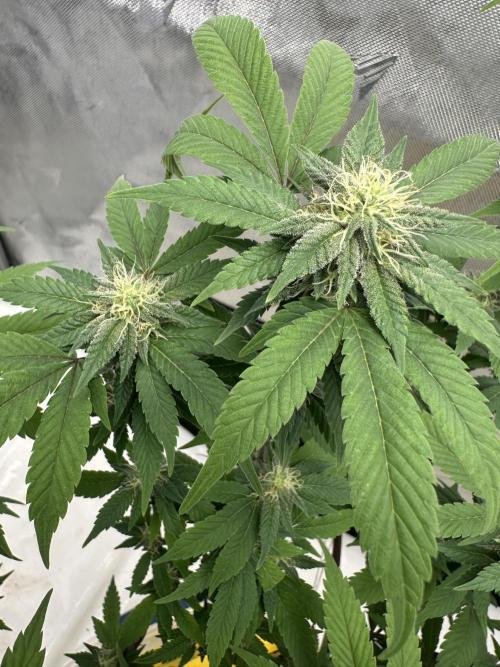 Platinum cookies (photoperiod)(clone). Week 12