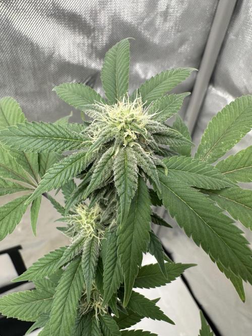 Platinum cookies (photoperiod)(clone). Week 12