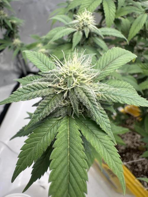 Platinum cookies (photoperiod)(clone). Week 12