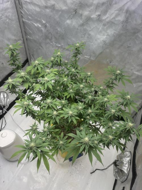 Platinum cookies (photoperiod)(clone). Week 13