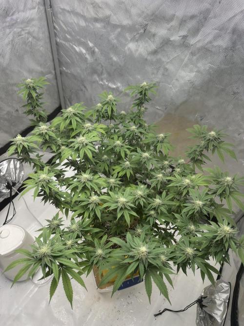 Platinum cookies (photoperiod)(clone). Week 13