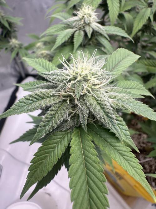 Platinum cookies (photoperiod)(clone). Week 13