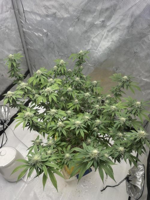 Platinum cookies (photoperiod)(clone). Week 13