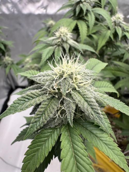 Platinum cookies (photoperiod)(clone). Week 13