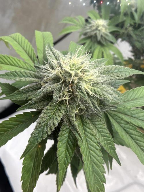 Platinum cookies (photoperiod)(clone). Week 14