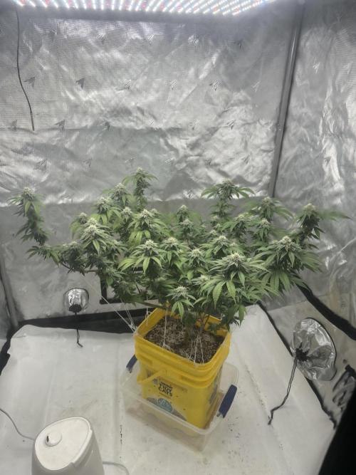 Platinum cookies (photoperiod)(clone). Week 14