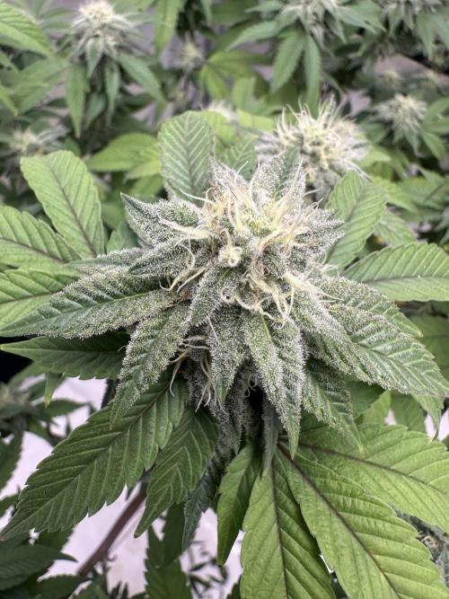 Platinum cookies (photoperiod)(clone). Week 14