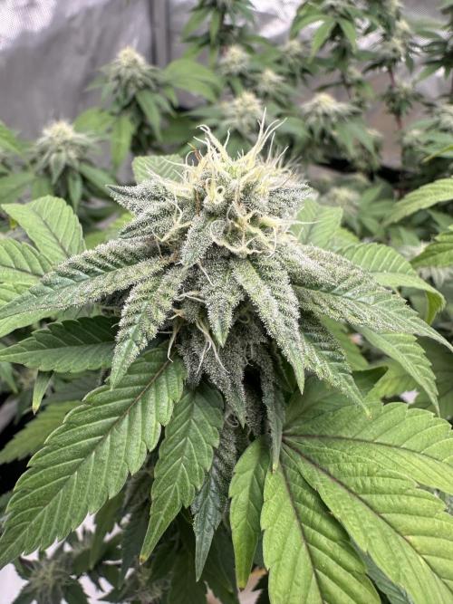 Platinum cookies (photoperiod)(clone). Week 14