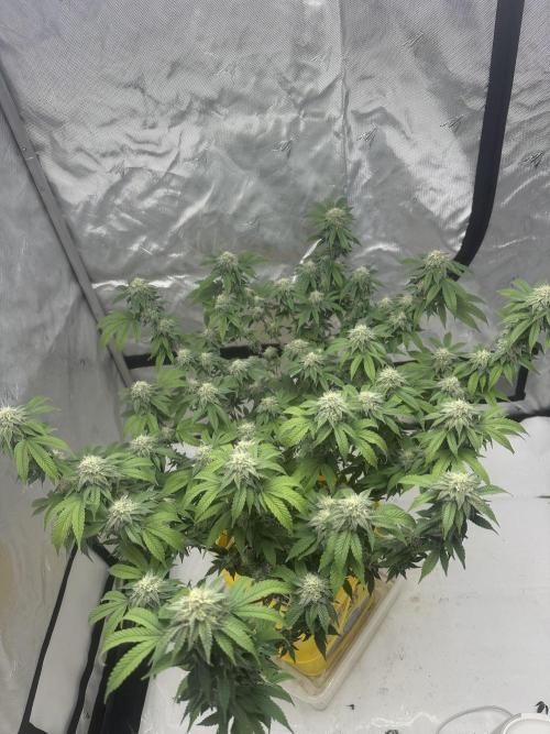 Platinum cookies (photoperiod)(clone). Week 14