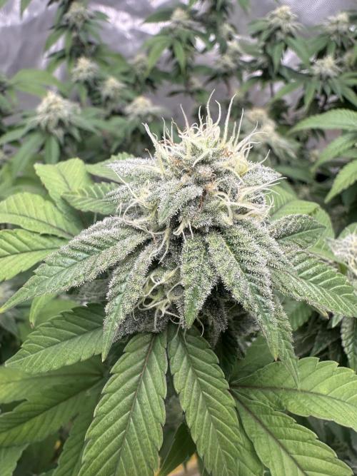 Platinum cookies (photoperiod)(clone). Week 14