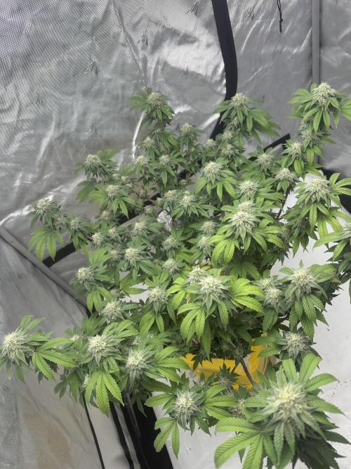 Platinum cookies (photoperiod)(clone). Week 15