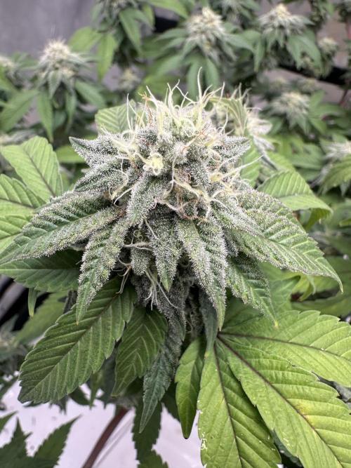 Platinum cookies (photoperiod)(clone). Week 15
