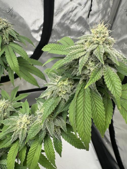 Platinum cookies (photoperiod)(clone). Week 15