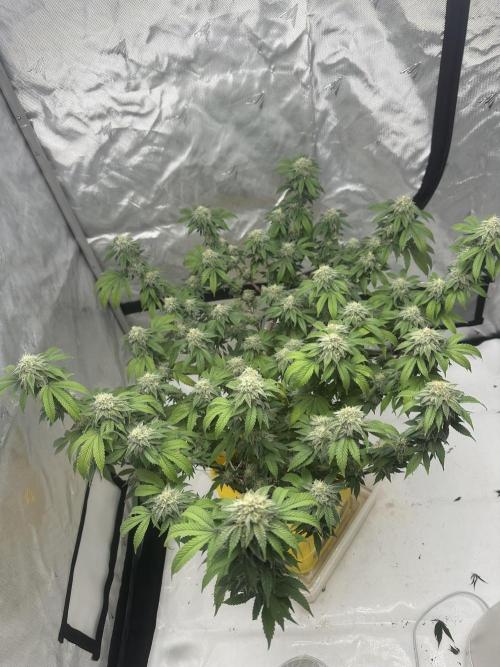 Platinum cookies (photoperiod)(clone). Week 15