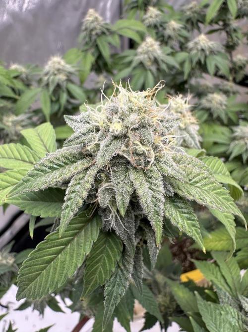 Platinum cookies (photoperiod)(clone). Week 15