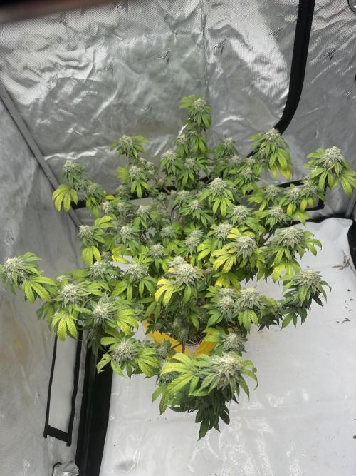 Platinum cookies (photoperiod)(clone). Week 16 - Day 58 flower