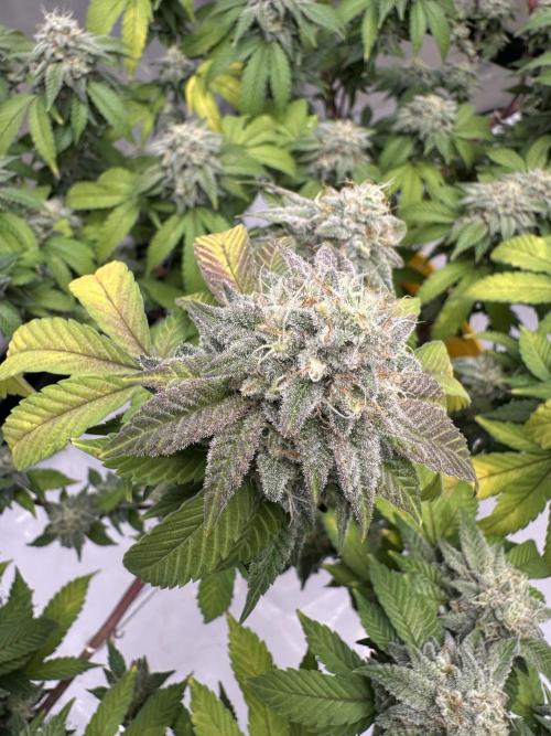 Platinum cookies (photoperiod)(clone). Week 16 - Day 58 flower