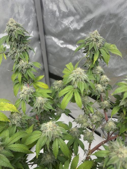 Platinum cookies (photoperiod)(clone). Week 16 - Day 58 flower 