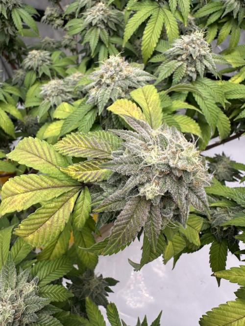 Platinum cookies (photoperiod)(clone). Week 15