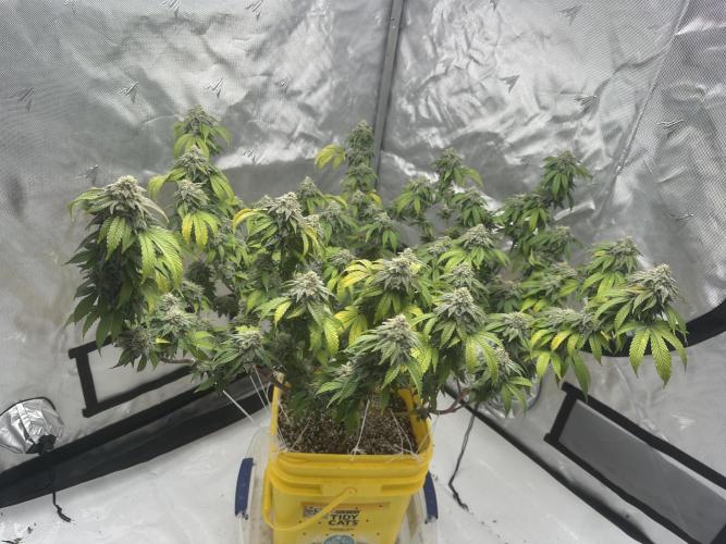 Platinum cookies (photoperiod)(clone). Week 16 - Final day