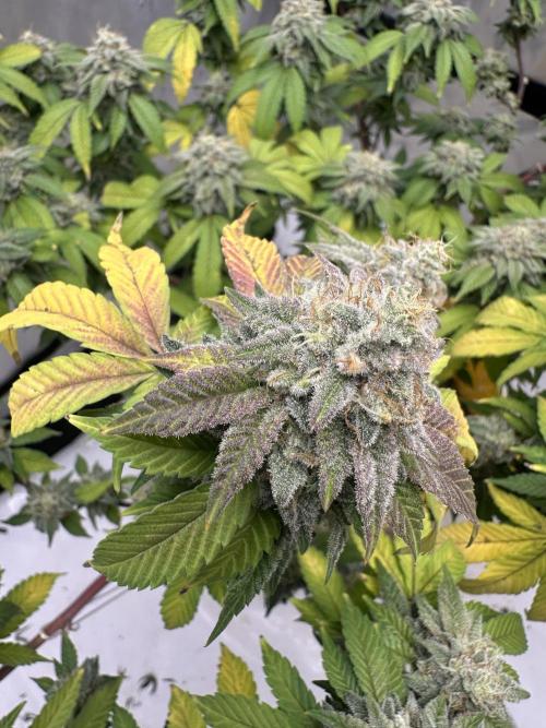 Platinum cookies (photoperiod)(clone). Week 16 - Final day 