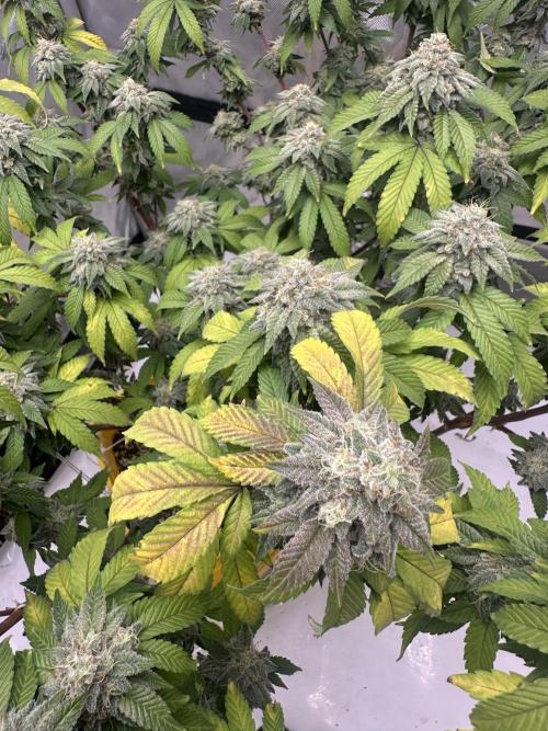 Platinum cookies (photoperiod)(clone). Week 16 - Final day
