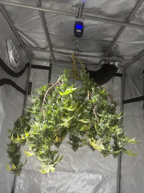 Platinum cookies (photoperiod)(clone). Week 16 - Harvest