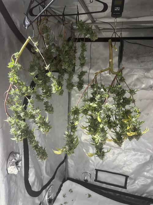 Platinum cookies (photoperiod)(clone). Week 17