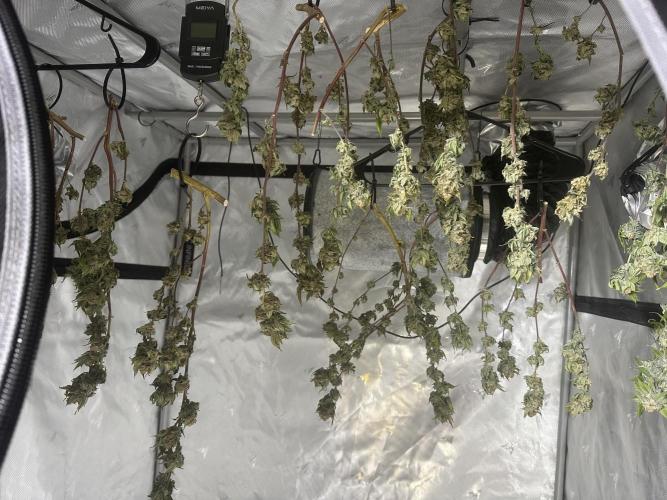 Platinum cookies (photoperiod)(clone). Week 17