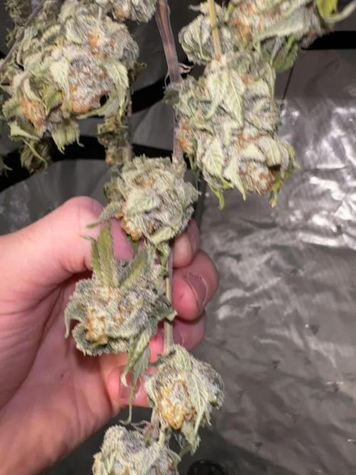 Platinum cookies (photoperiod)(clone)