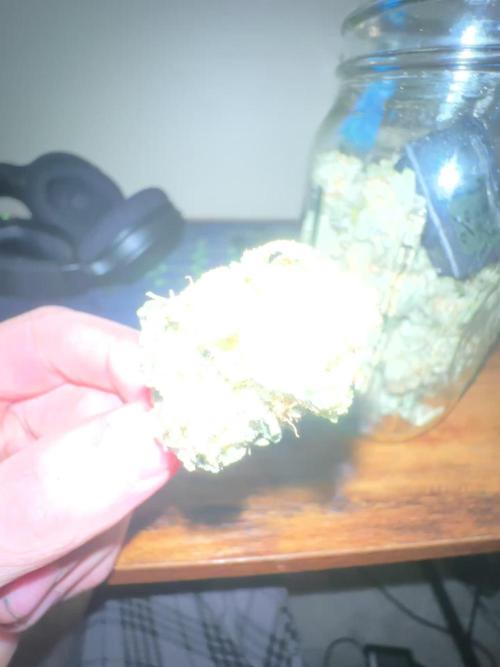 Platinum cookies (photoperiod)(clone)