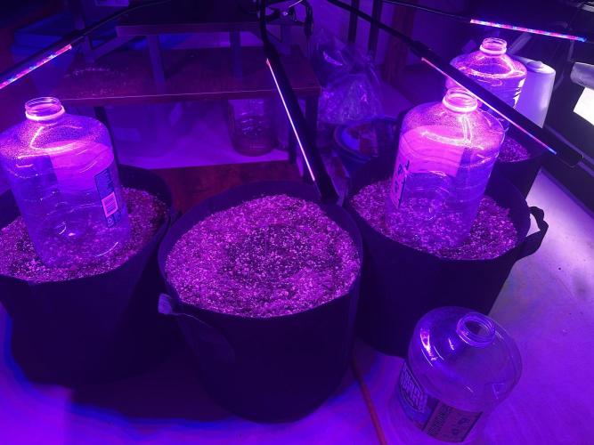 Purple Punch OG Xl Auto. Week 1