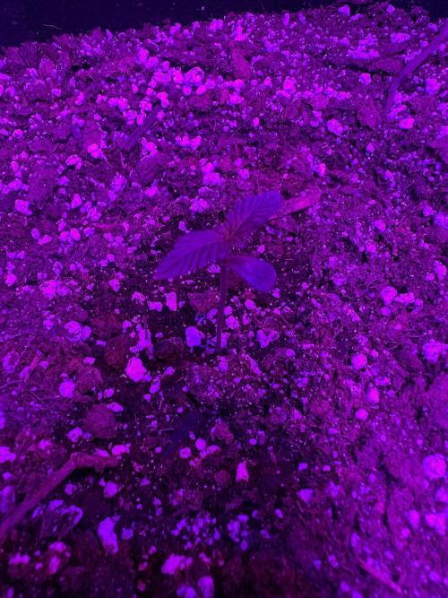 Purple Punch OG Xl Auto. Week 1 - Day 6
