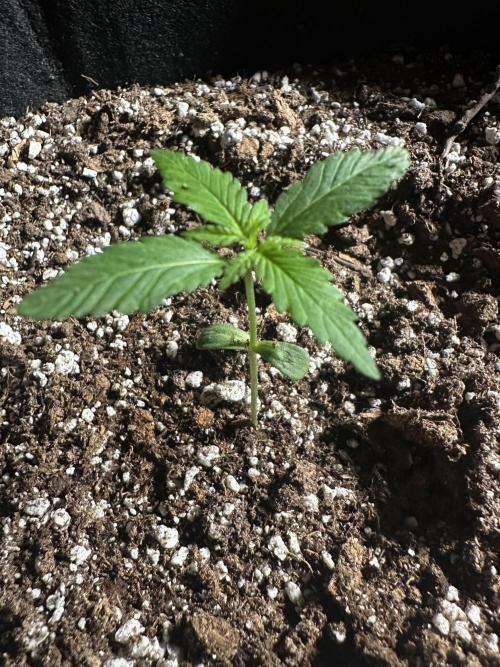 Purple Punch OG Xl Auto. Week 2
