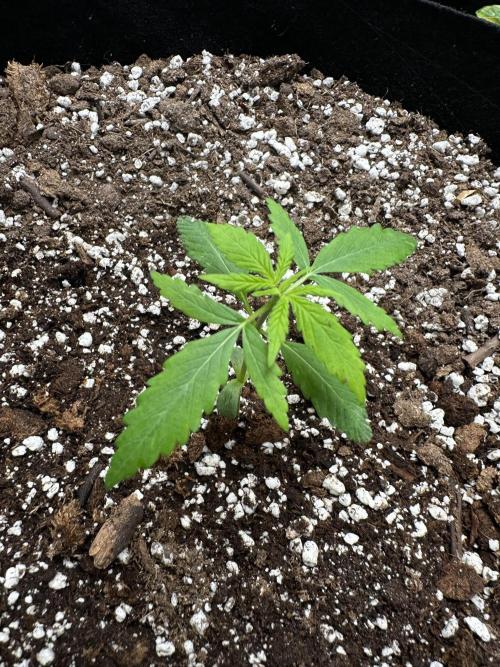 Purple Punch OG Xl Auto. Week 2