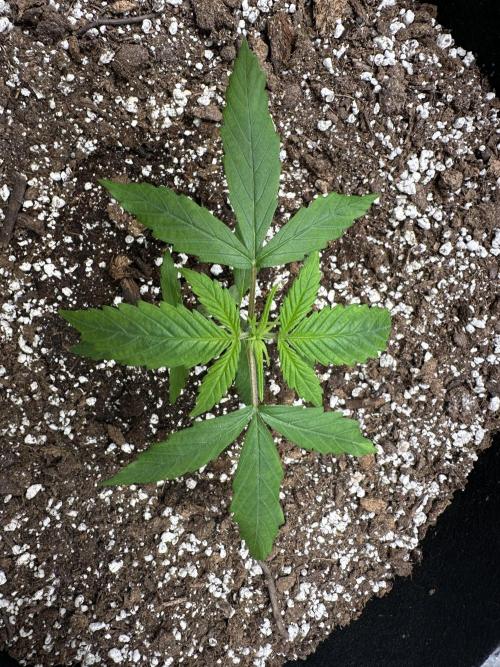 Purple Punch OG Xl Auto. Week 3
