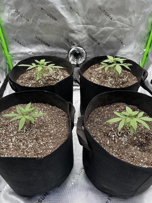 Purple Punch OG Xl Auto. Week 3