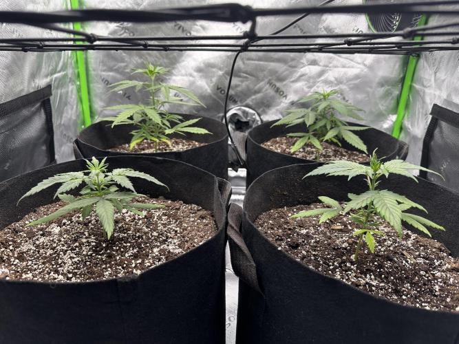 Purple Punch OG XL Auto . Week 4