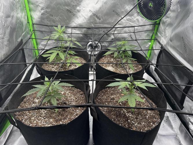 Purple Punch OG Xl Auto. Week 5