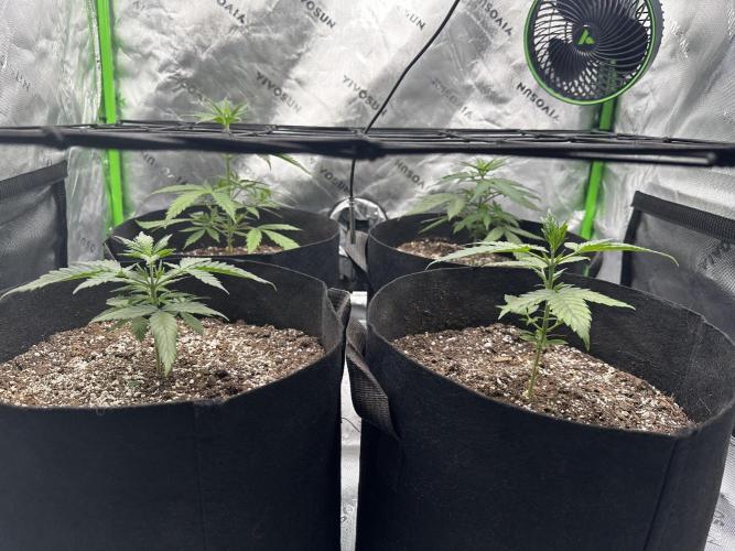 Purple Punch OG Xl Auto. Week 5