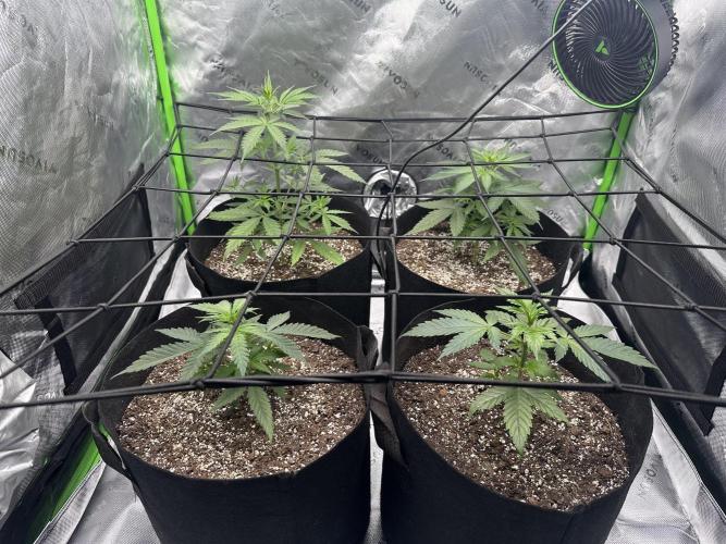 Purple Punch OG Xl Auto. Week 5