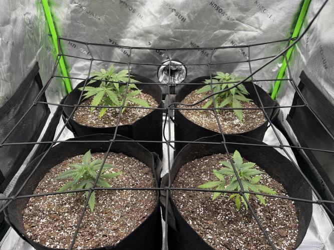 Purple Punch OG XL Auto . Week 4