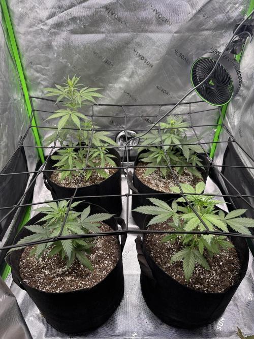 Purple Punch OG Xl Auto. Week 6