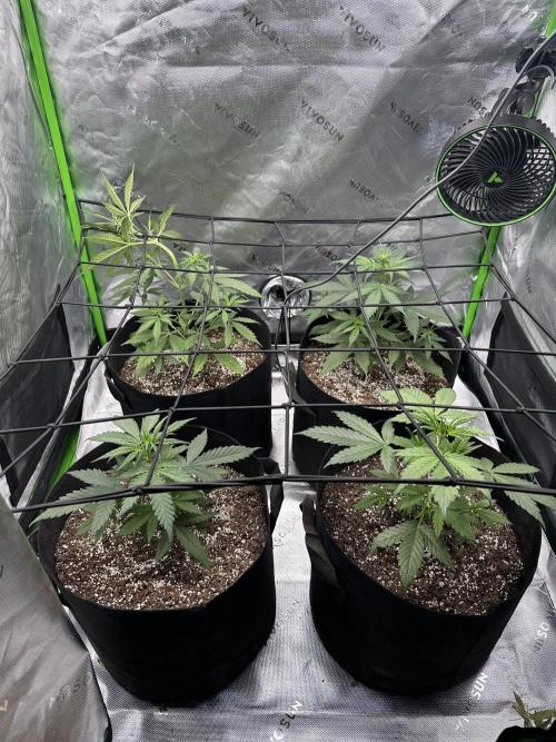 Purple Punch OG Xl Auto. Week 6