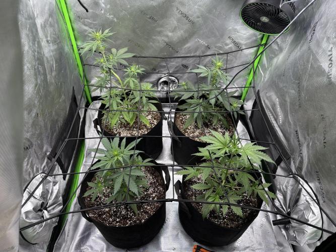 Purple Punch OG Xl Auto. Week 6