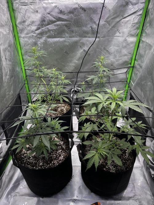 Purple Punch OG Xl Auto. Week 6