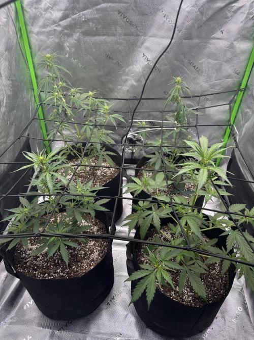 Purple Punch OG Xl Auto. Week 6